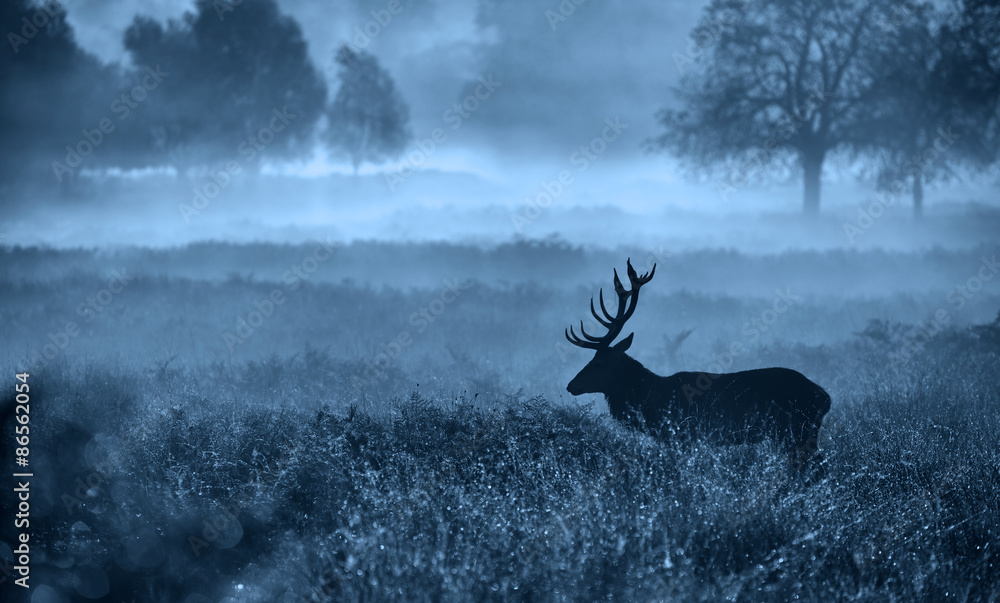 Obraz premium Misty deer silhouette landscape 