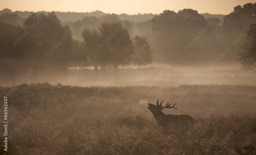 Naklejka premium Misty deer silhouette landscape 