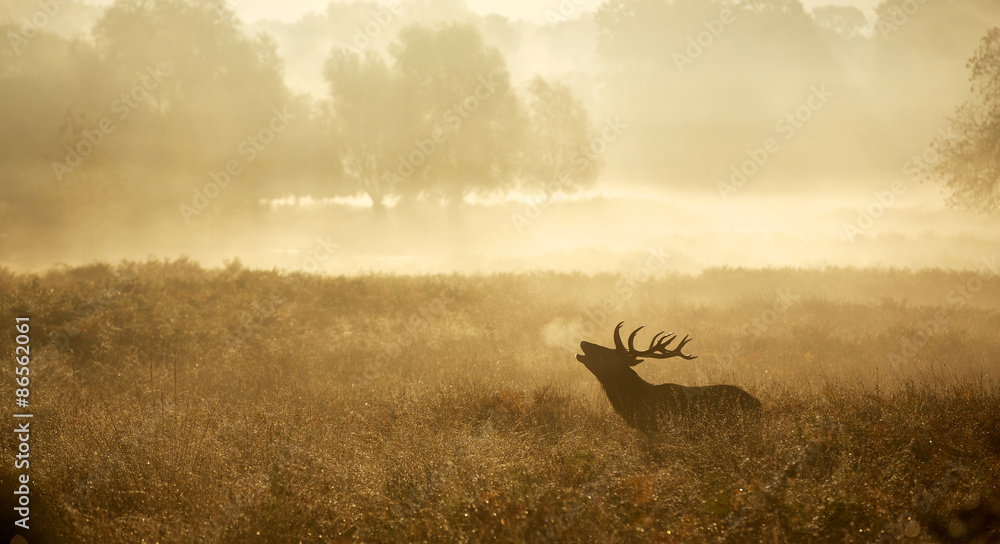 Fototapeta premium Mglisty krajobraz sylwetka jelenia