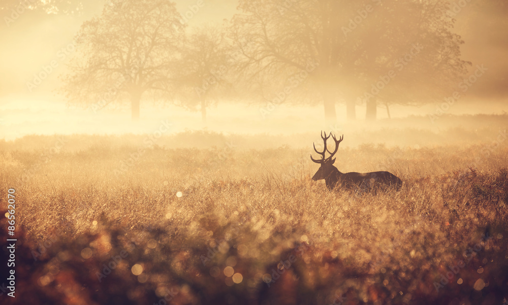 Fototapeta premium Misty deer silhouette landscape 