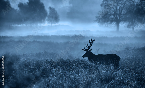 Misty deer silhouette landscape 