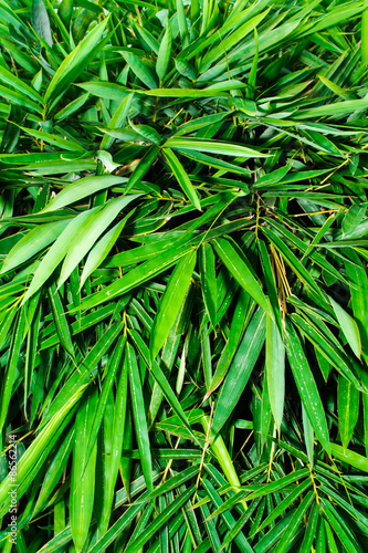 bamboo leaves texture background