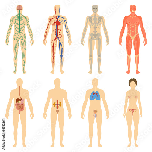 Set human organs and systems of the body vitality.