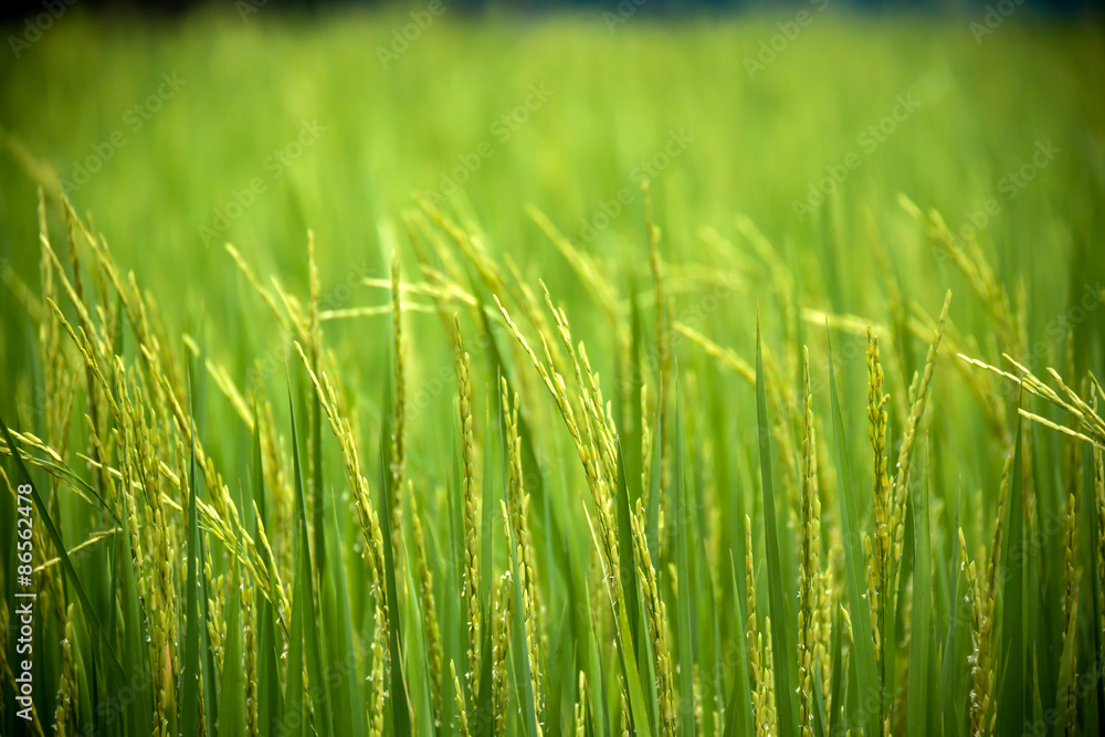 rice field rice field