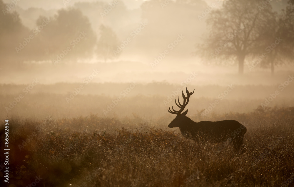 Obraz premium Red deer stag in the mist