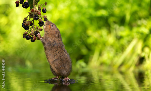 A little wild water vole eating some juicy blackberries photo
