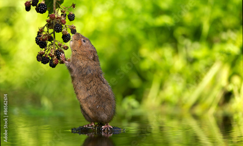 Fotografi A little wild water vole eating some juicy blackberries