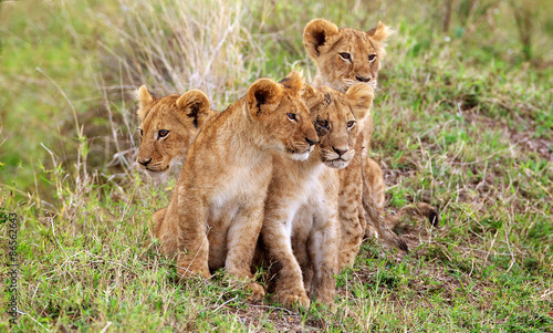 4 little lion cubs