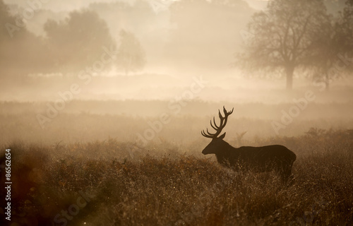 Red deer stag in the mist