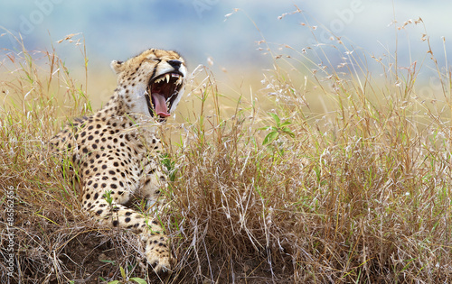Wild cheetah in Kenya yawning