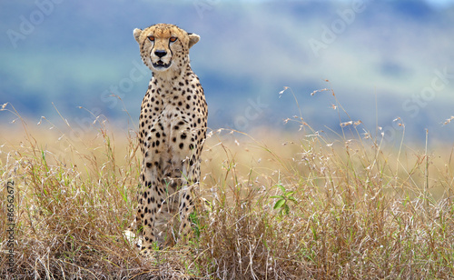 Wild cheetah in Kenya