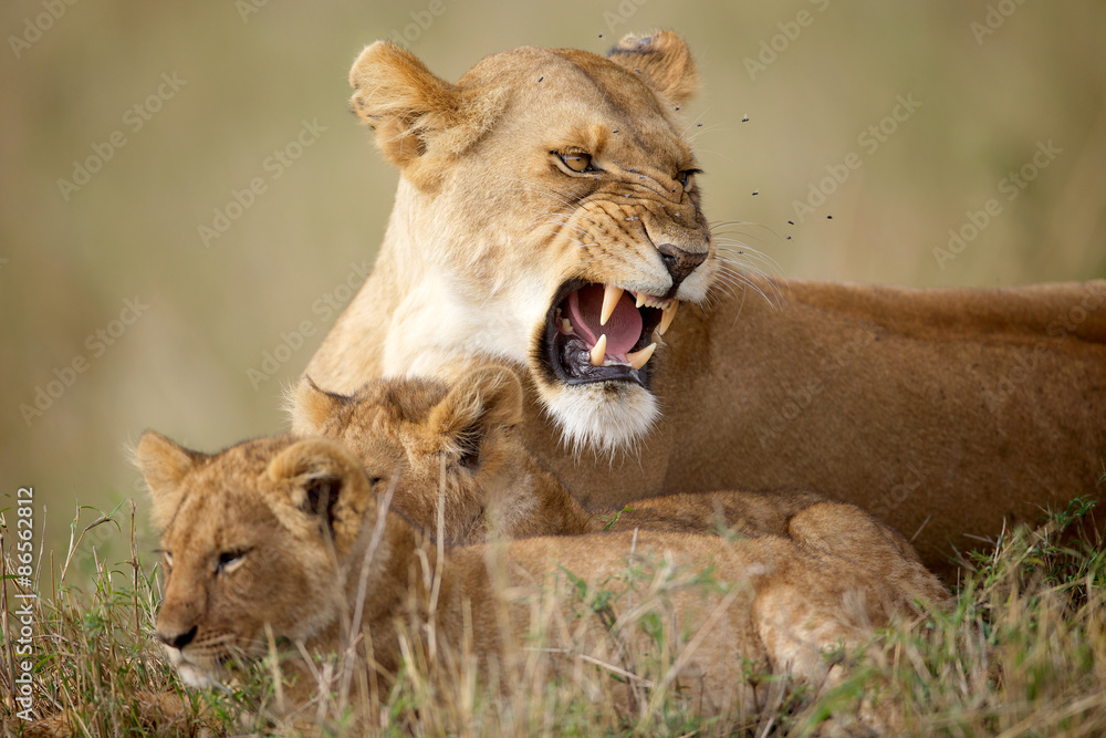Fototapeta premium Lioness protecting her cubs