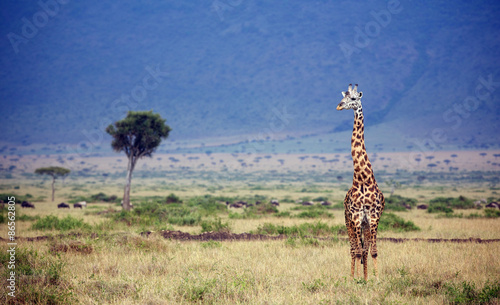 Wild giraffe in the Masai Mara #86562805