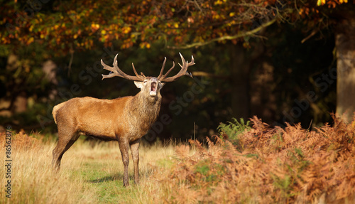Red deer stag © bridgephotography
