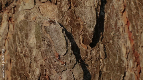 Two ants on a tree bark photo