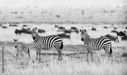 Zebras in black and white #86563298