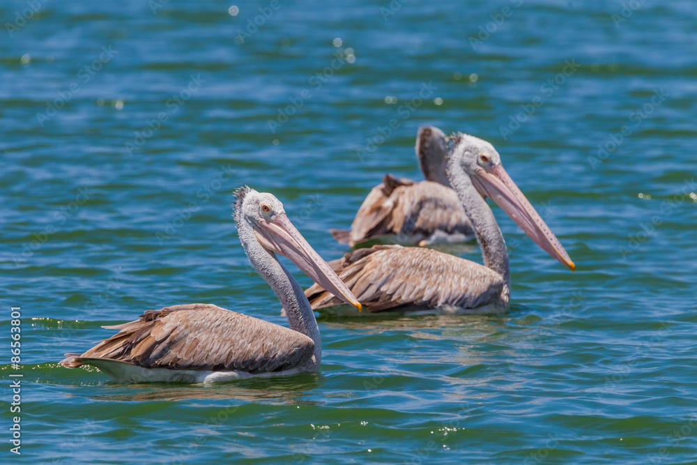 Spot-billed pelican( Pelecanus philippensis) in nature Spot-billed pelican( Pelecanus philippensis) in nature