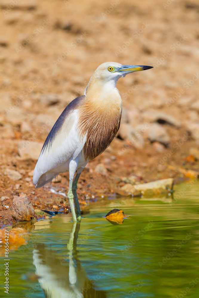 Close up of Javan Pond heron (Ardeola speciosa) Close up of Javan Pond heron (Ardeola speciosa)
