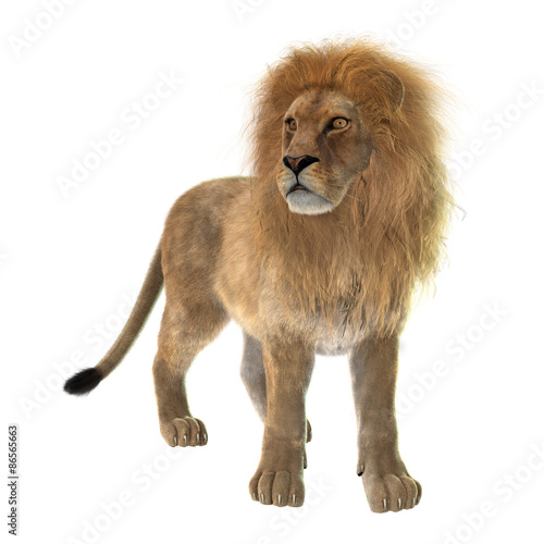 Fototapeta Naklejka Na Ścianę i Meble -  Male Lion
