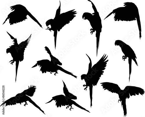 eleven macaw black silhouettes collection