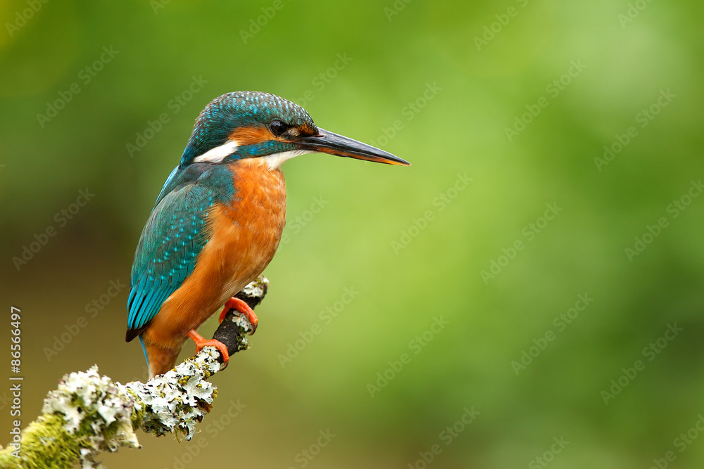 Fototapeta premium kingfisher
