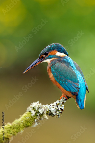 kingfisher © bridgephotography