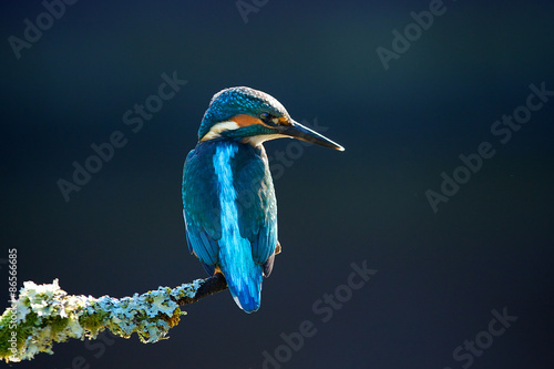 Obraz na płótnie kingfisher