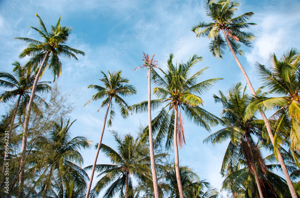 Fototapeta premium Vintage Palms
