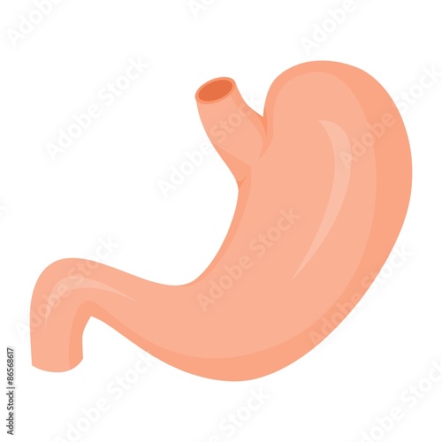 the illustration dedicated to the  human stomach.