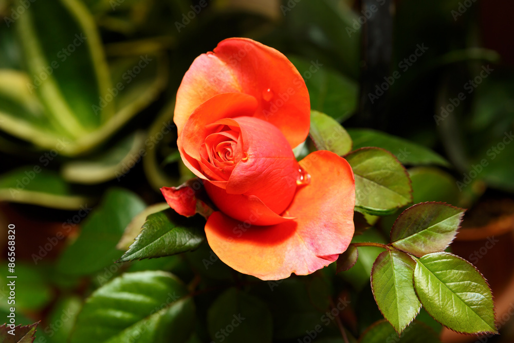 Fototapeta premium Red red rose with dew