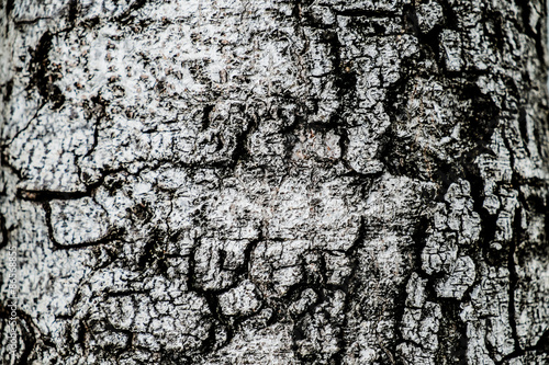 Bark texture background