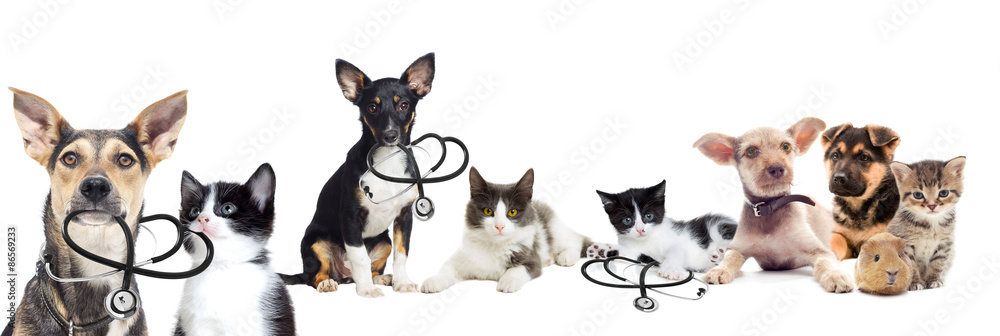 Puppy and kitten vet Puppy and kitten vet
