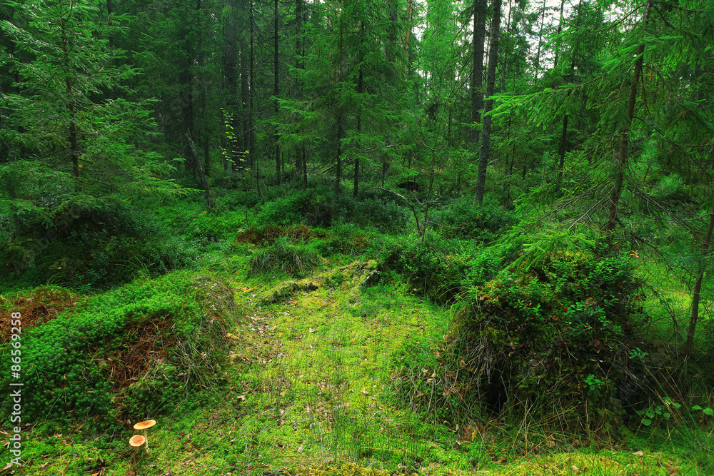 Obraz premium The path in the autumn forest