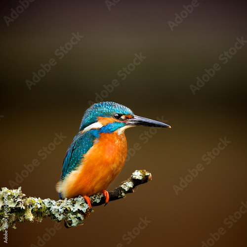 Kingfisher © bridgephotography