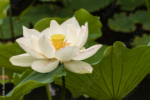close up of white lotus flower in bloom 
