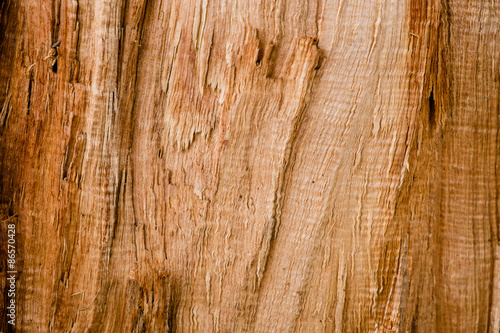 Bark texture background