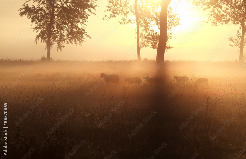 sheep grazing on misty sunrise pasture