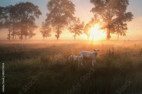 sheep on misty pasture at sunrise