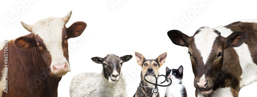 dog and a cat and a stethoscope