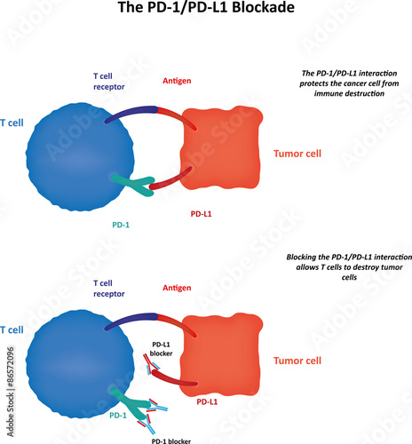 The PD1/PDL1 Blockade