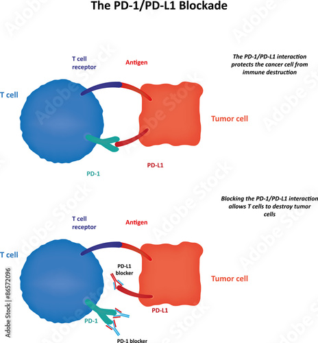 The PD1/PDL1 Blockade photo