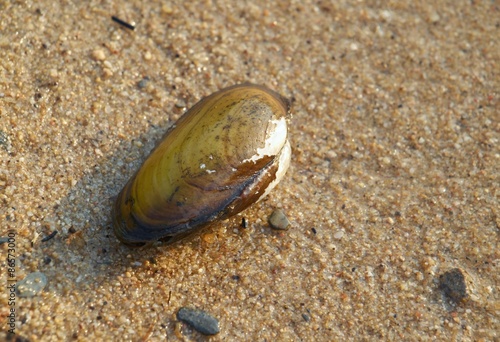 River clam - Anodonta anatina