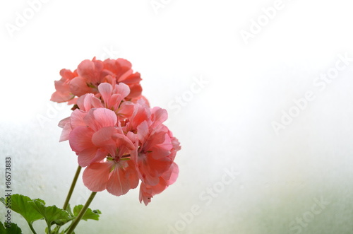 Fototapeta Naklejka Na Ścianę i Meble -  цветок герань