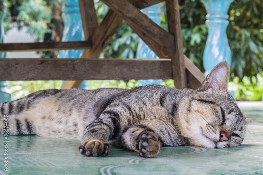 Obraz premium cat