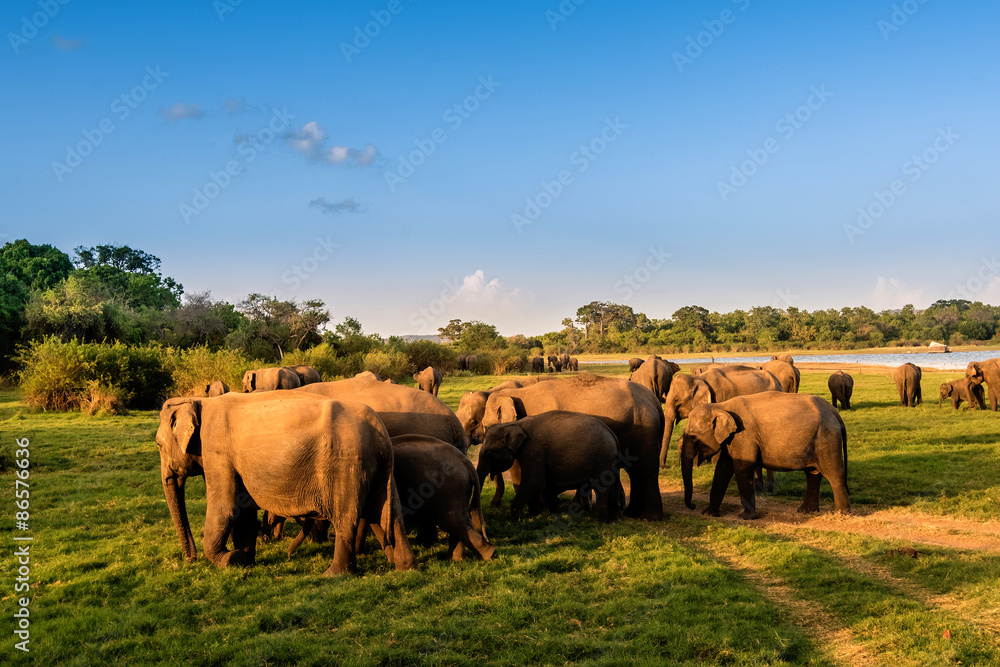 Obraz premium Elephants in the lake, Sri Lanka