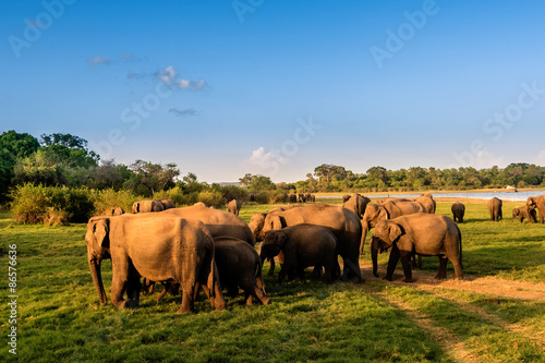 Elephants in the lake, Sri Lanka