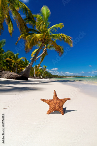 Photography Starfish on caribbean sea beach with palms