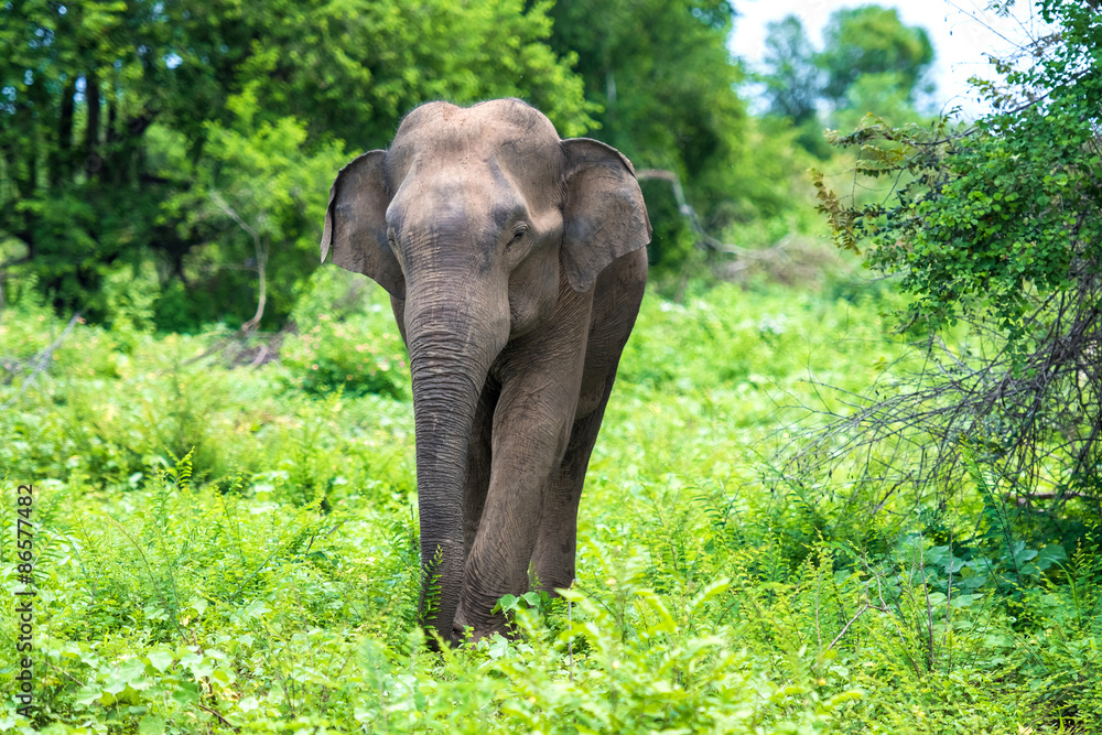 Obraz premium wild elephants in Sri Lanka