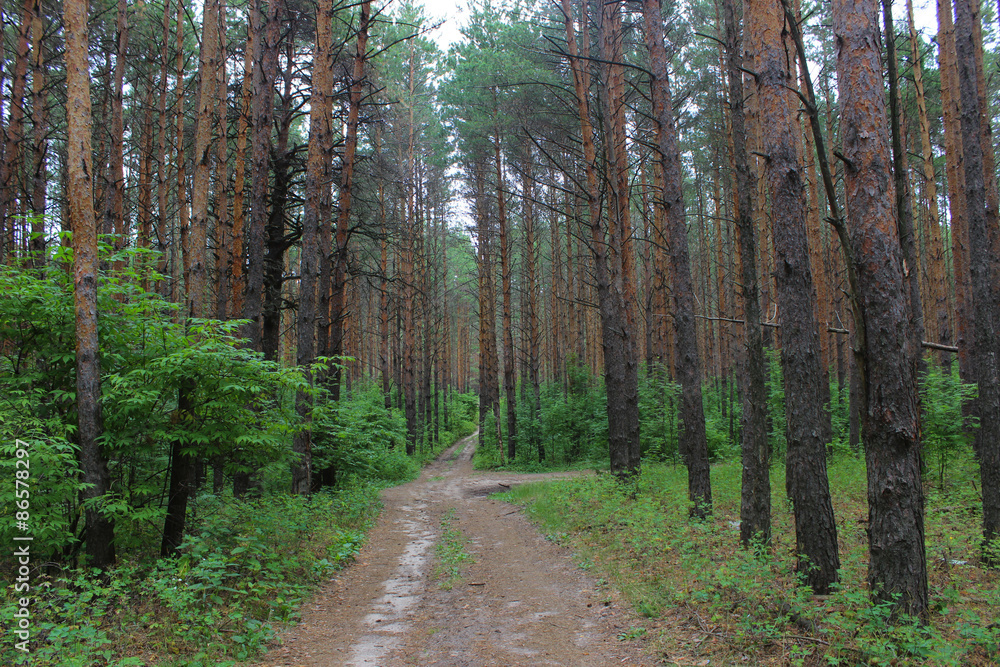 pine forest pine forest
