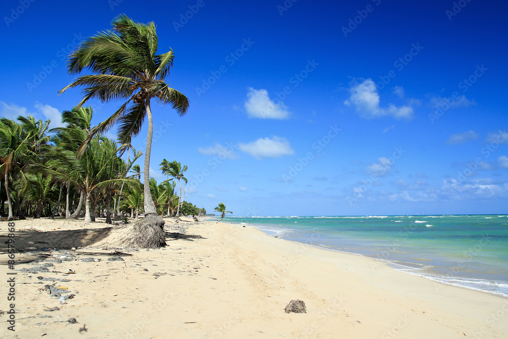 Obraz premium Palms on tropical beach